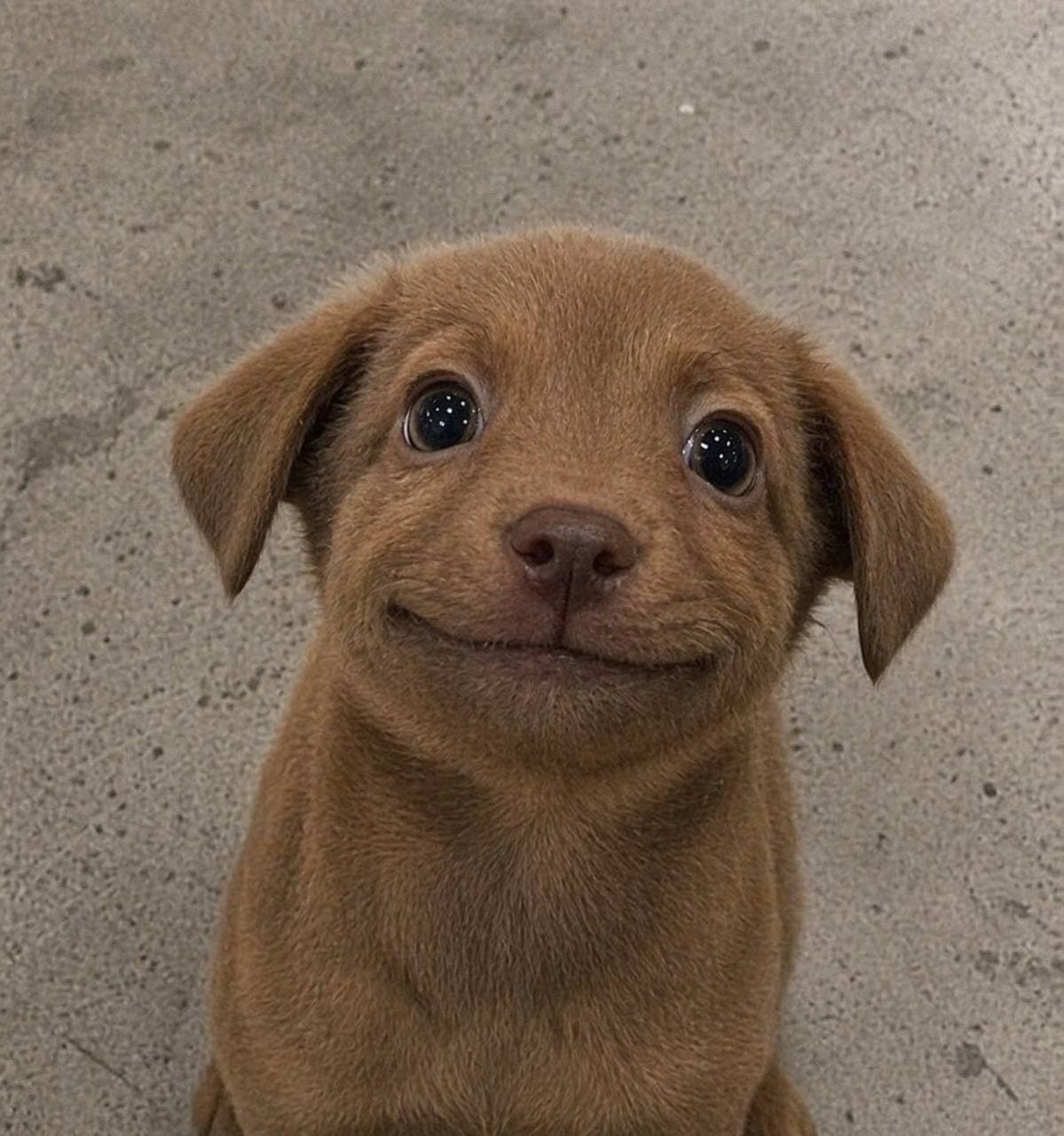 pluto, the cutest brown puppy on solana